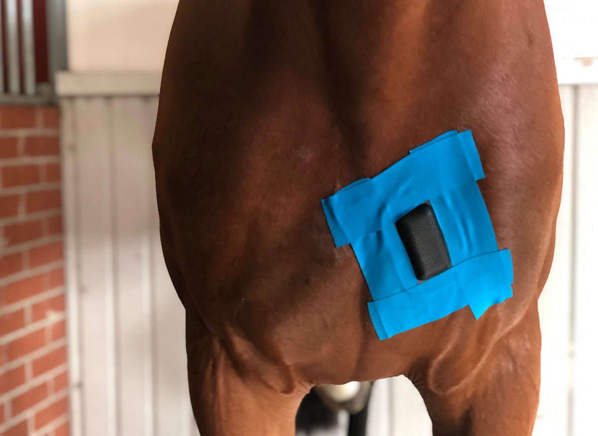 Alexa Life Protection de plaies pour chevaux (4 pièces)