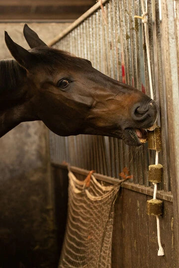 Lax Luzerne sur Corde pour Chevaux