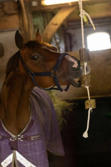 Lax Luzerne sur Corde pour Chevaux