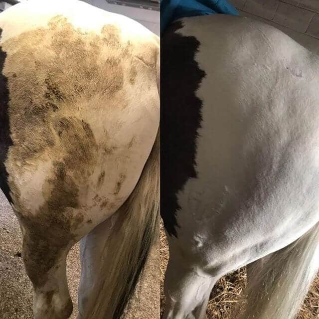 Smart Grooming Polar White Spray
