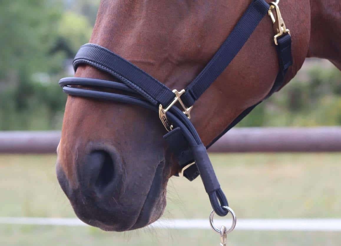 Halsbandadapter die helpt bij het opleren van paarden door extra controle en druk te geven