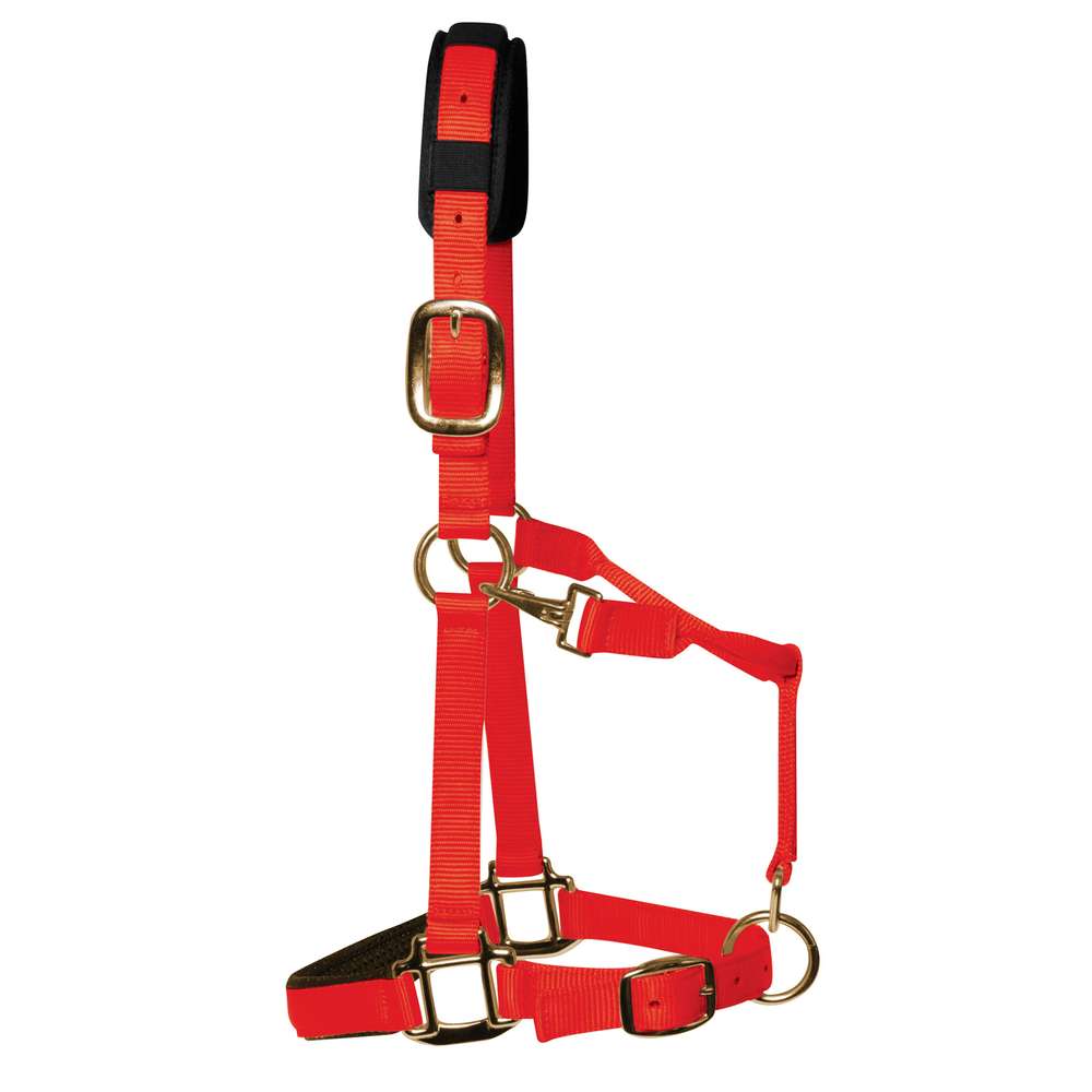 Rode gevoerde halster van dubbel geweven nylon met zacht gepolsterd hoofdstuk en messing hardware