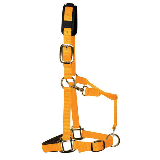 Oranje gevoerde halster van dubbel geweven nylon met zacht gepolsterd hoofdstuk en messing hardware