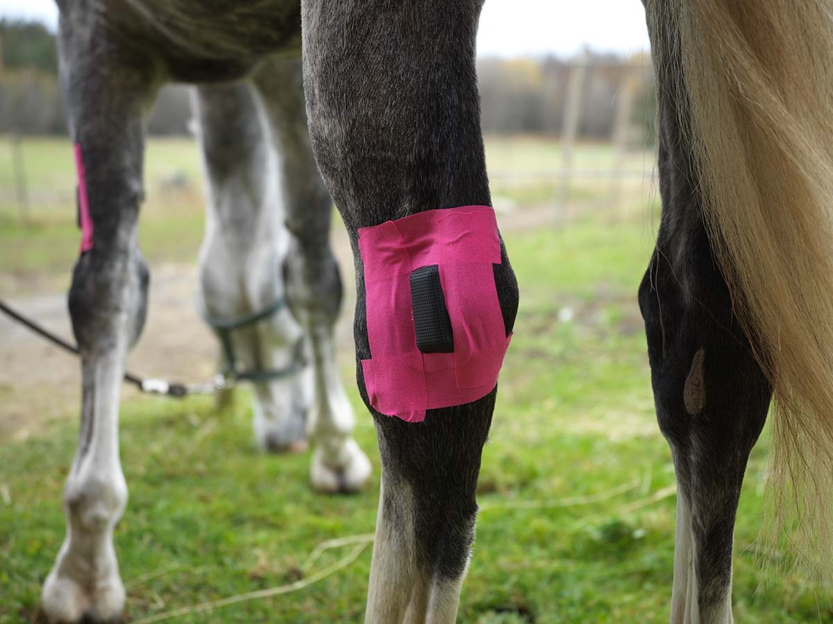 Alexa Life Wondbescherming voor paarden (4 stuks)