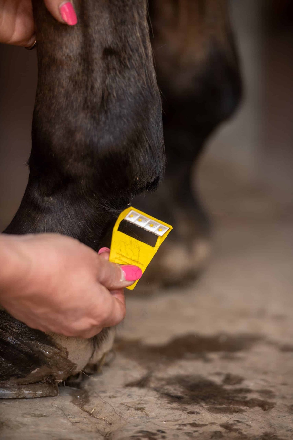 Wegwerp scheerhulpje met beschermend kammetje voor veilig bijwerken van gevoelige zones bij het paard
