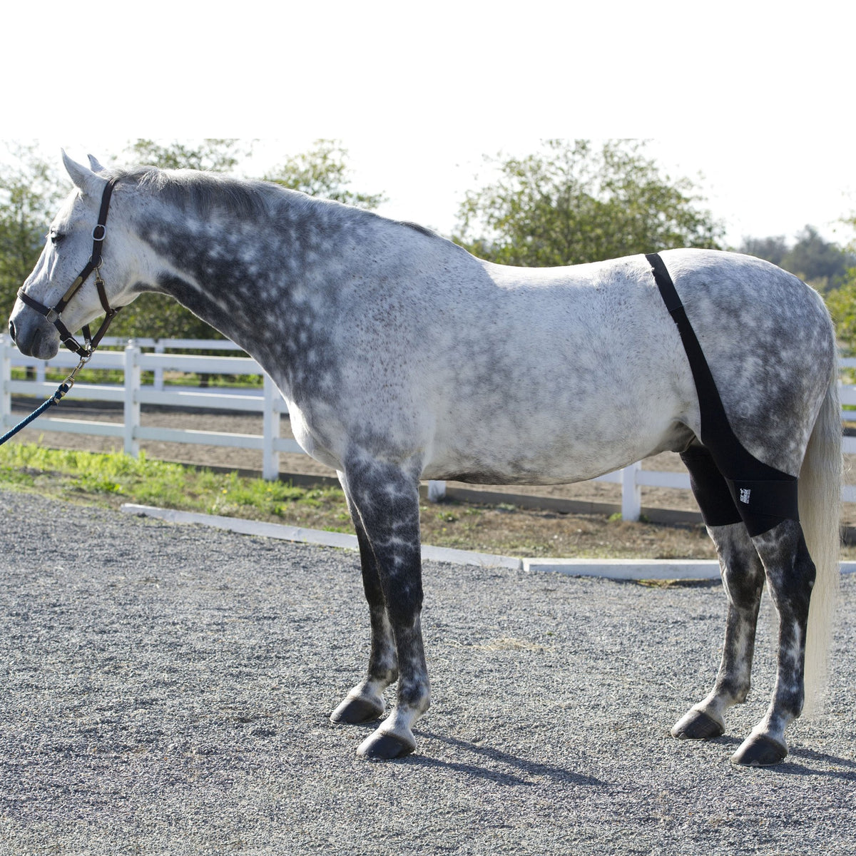 Ice Horse Stifle Wraps