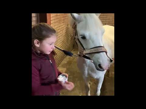 Lucky Horse Unicorn Horse Treats